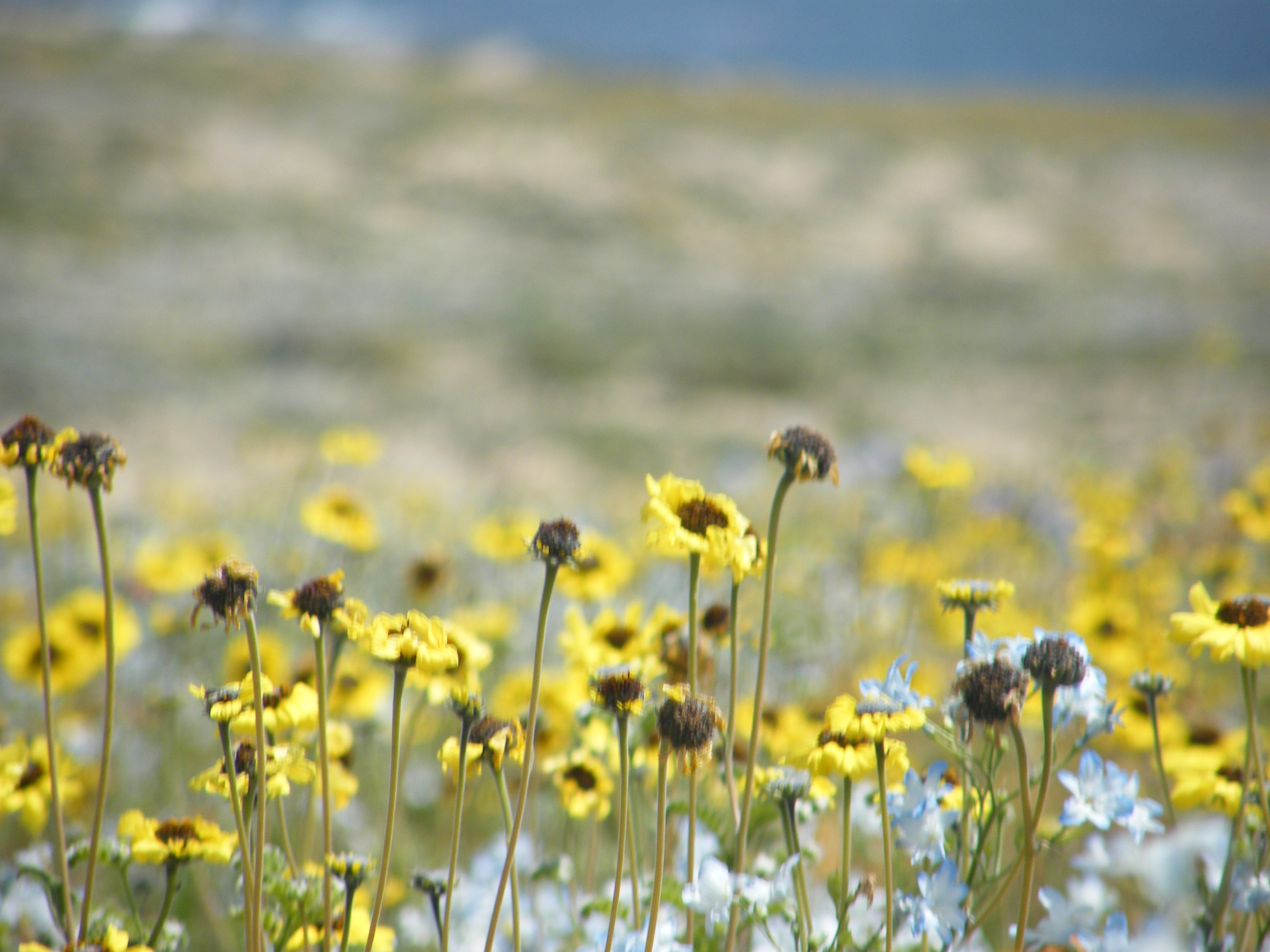 Flores amarillas en el Desierto Florido