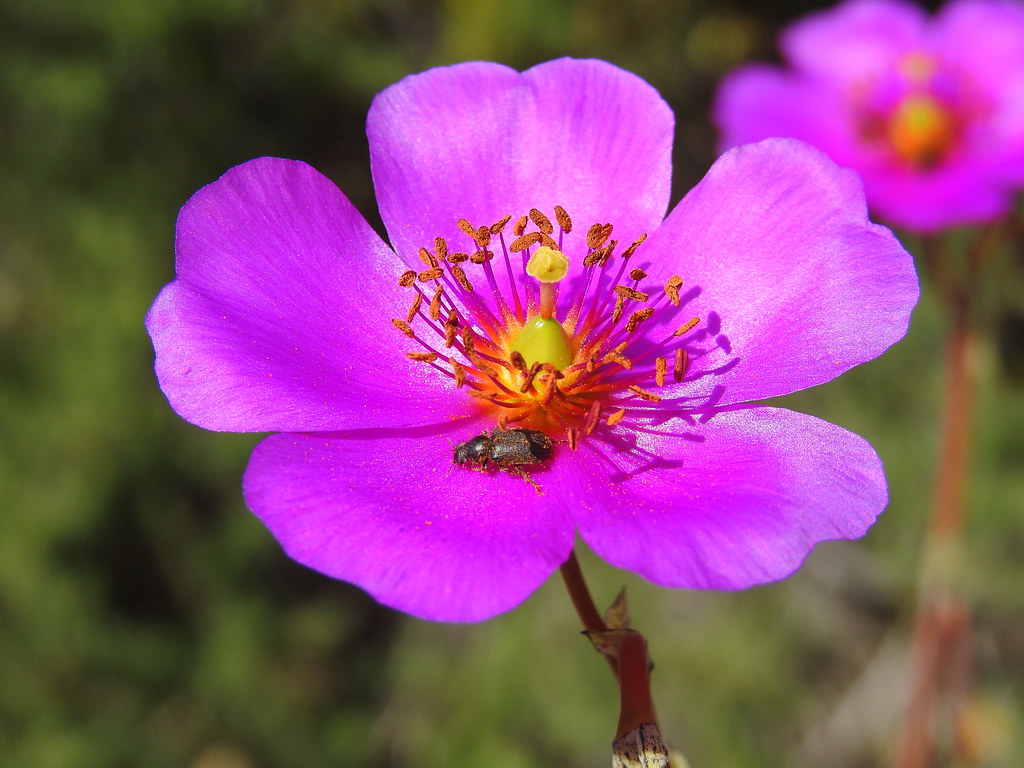 Flor Pata de Guanaco de color fucsia