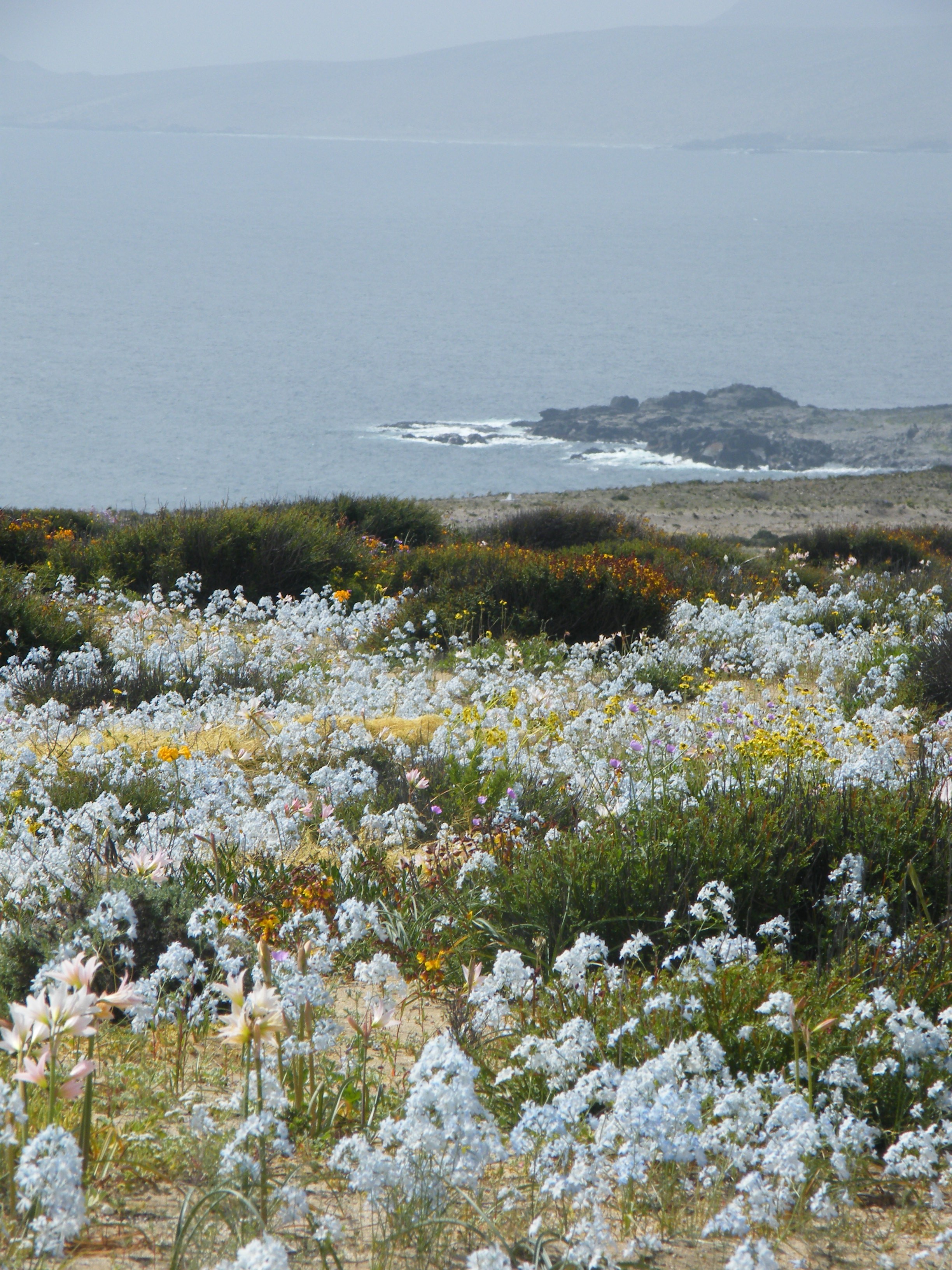 Paisaje costero con manto de flores blancas