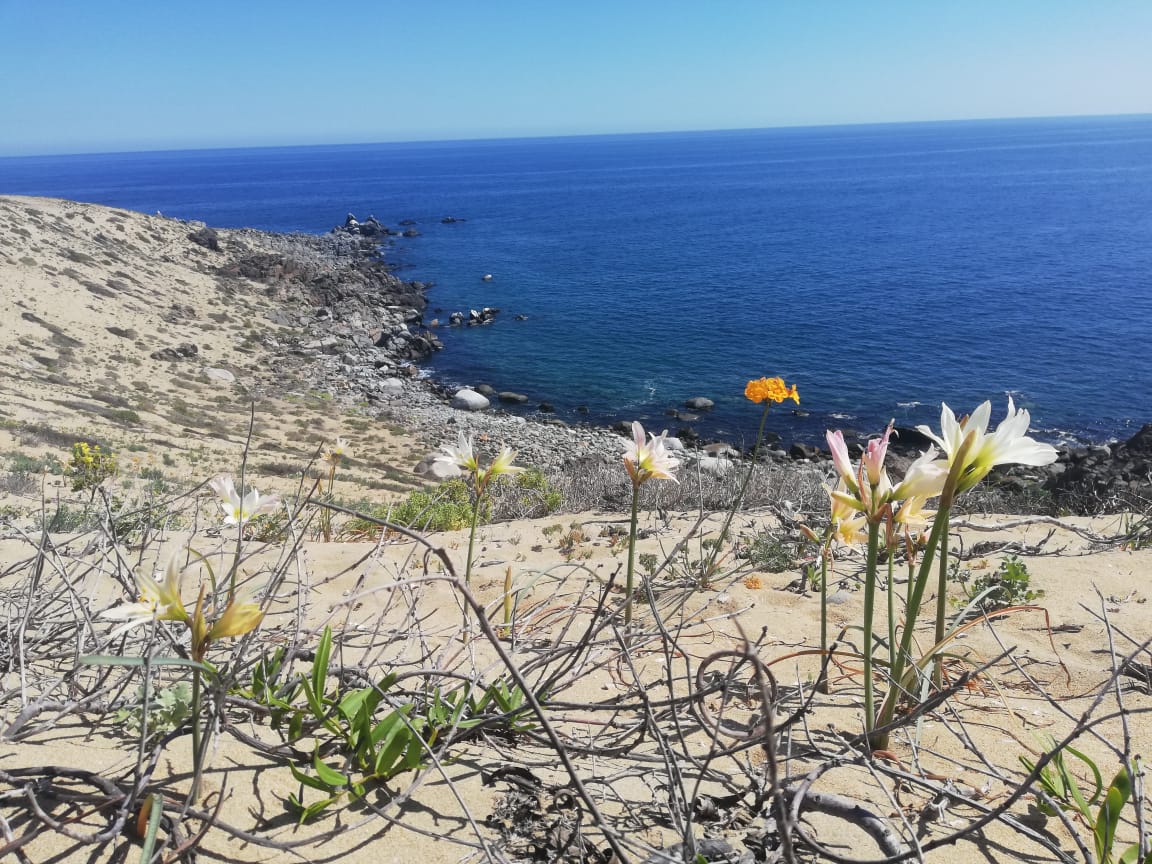 Flores de añañuca blanca en la duna frente al mar