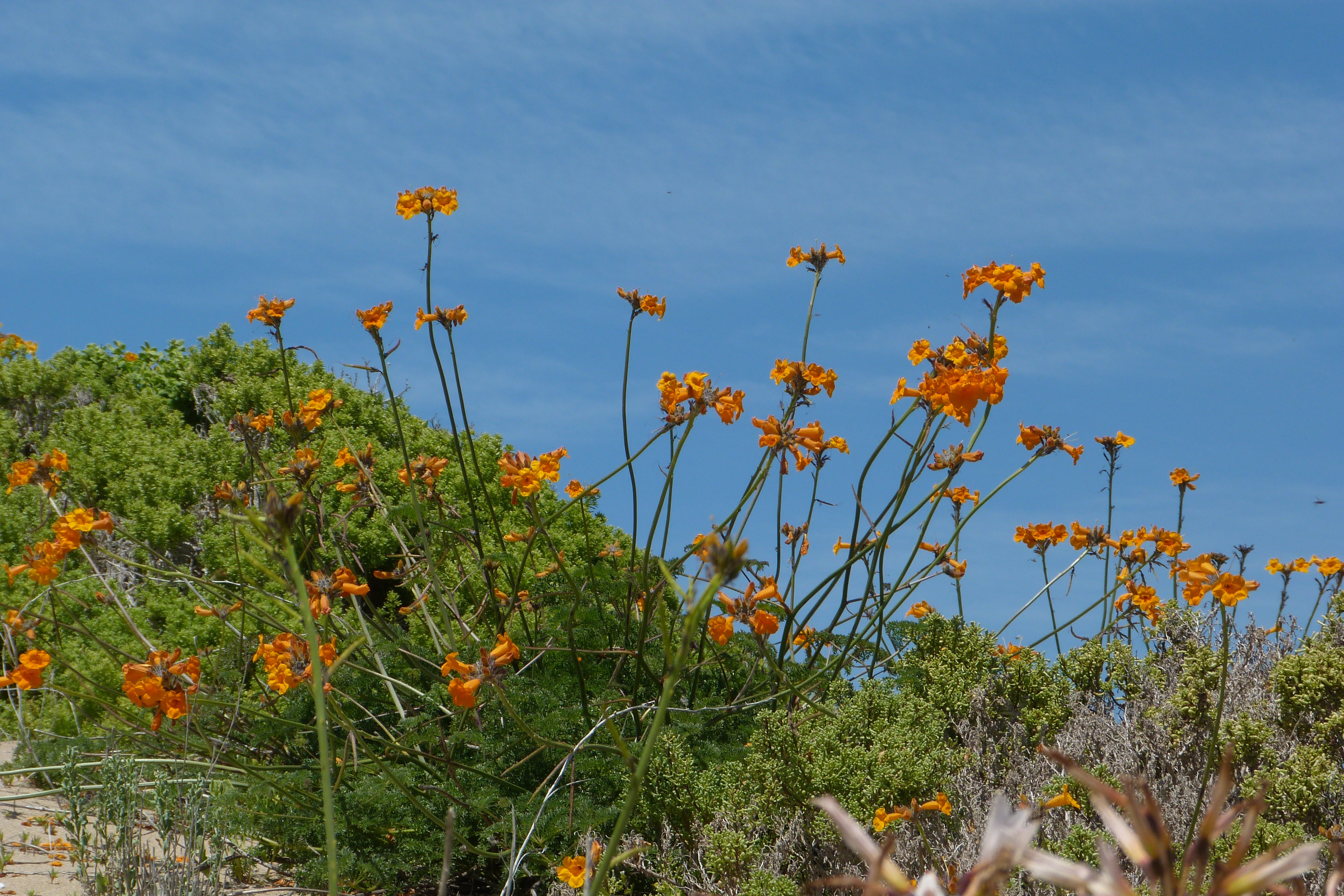 Flores naranjas contra el cielo azul