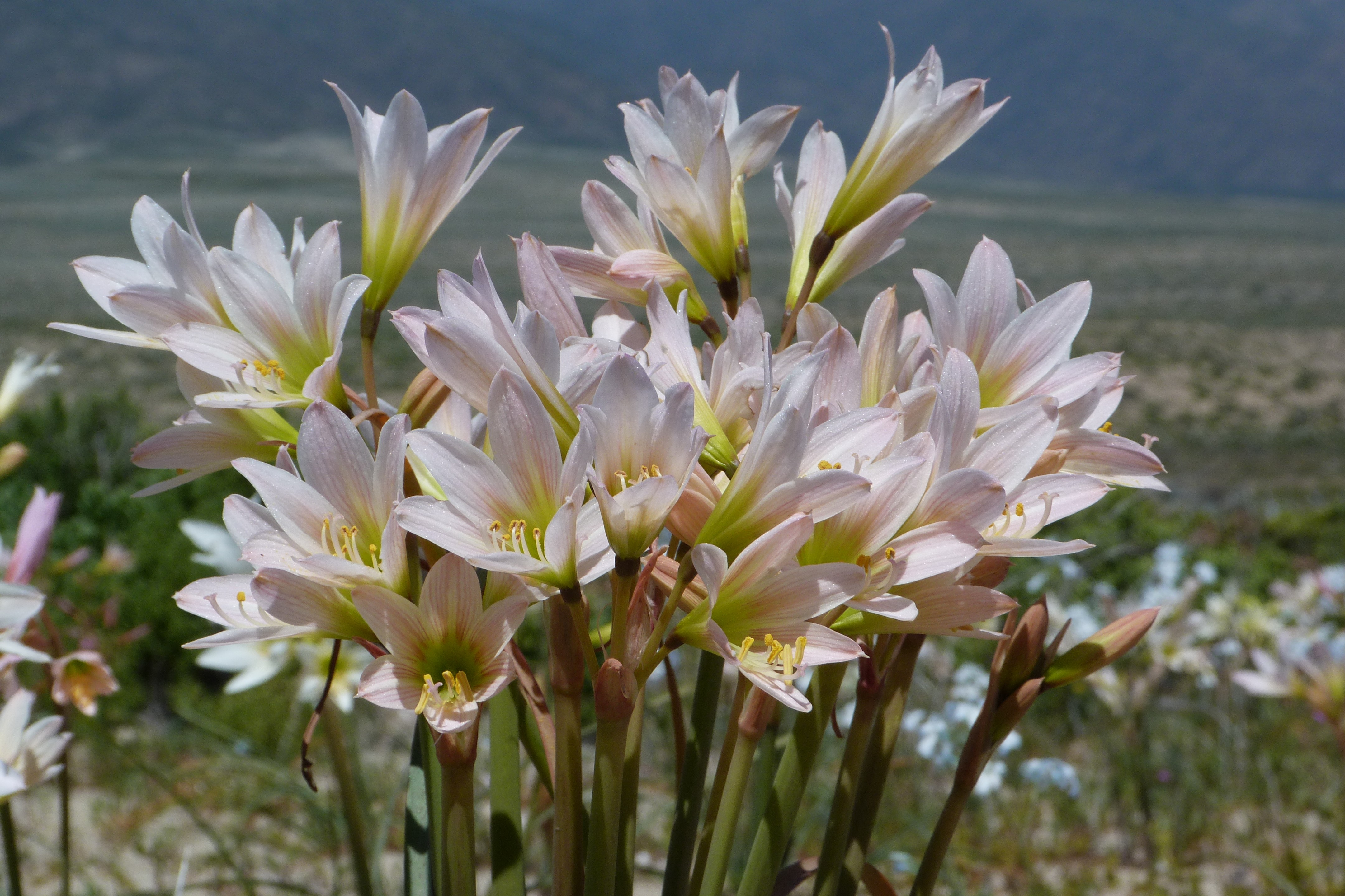 Primer plano de añañucas blancas