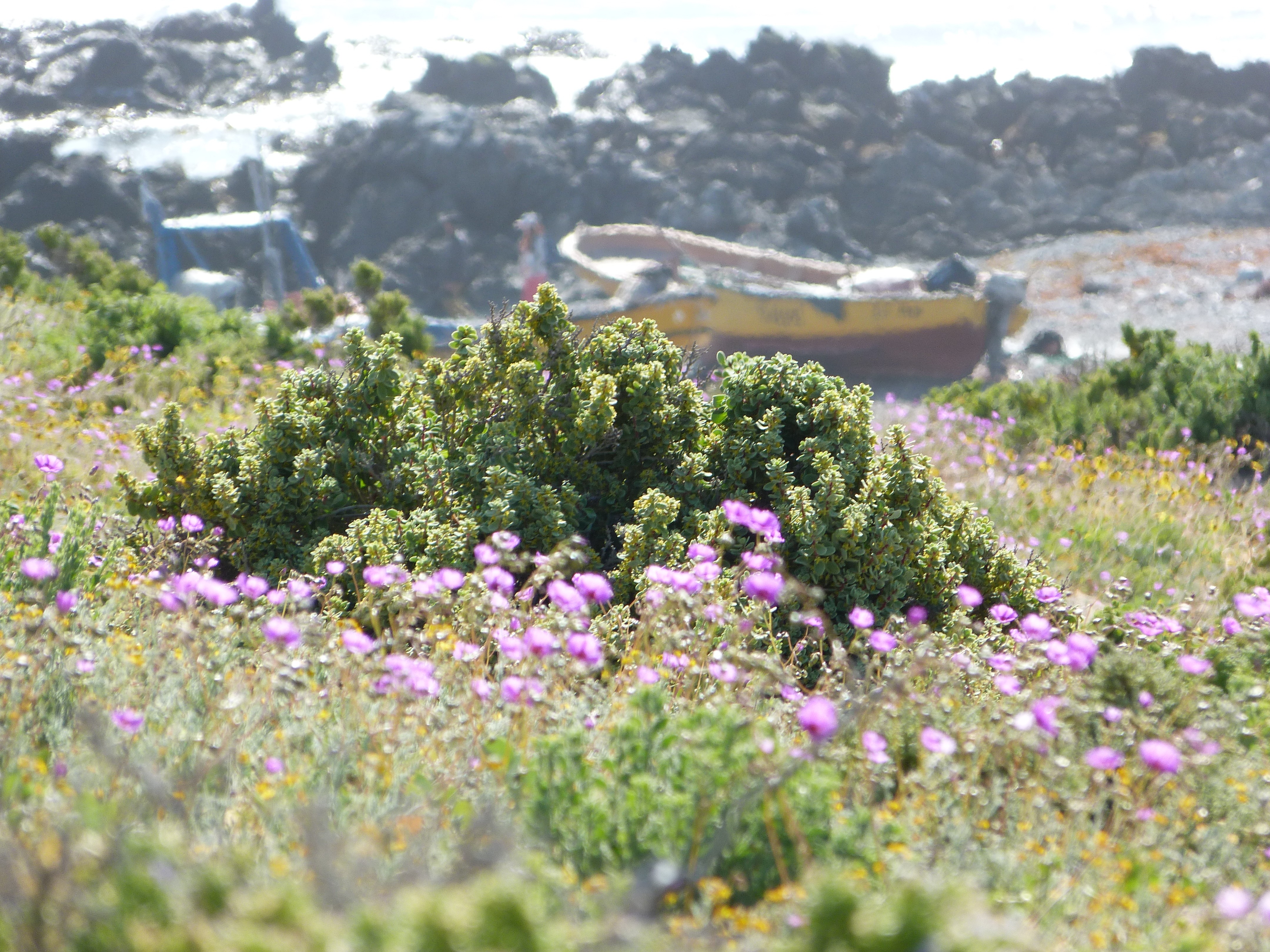 Flores púrpuras con barcos de pescadores al fondo