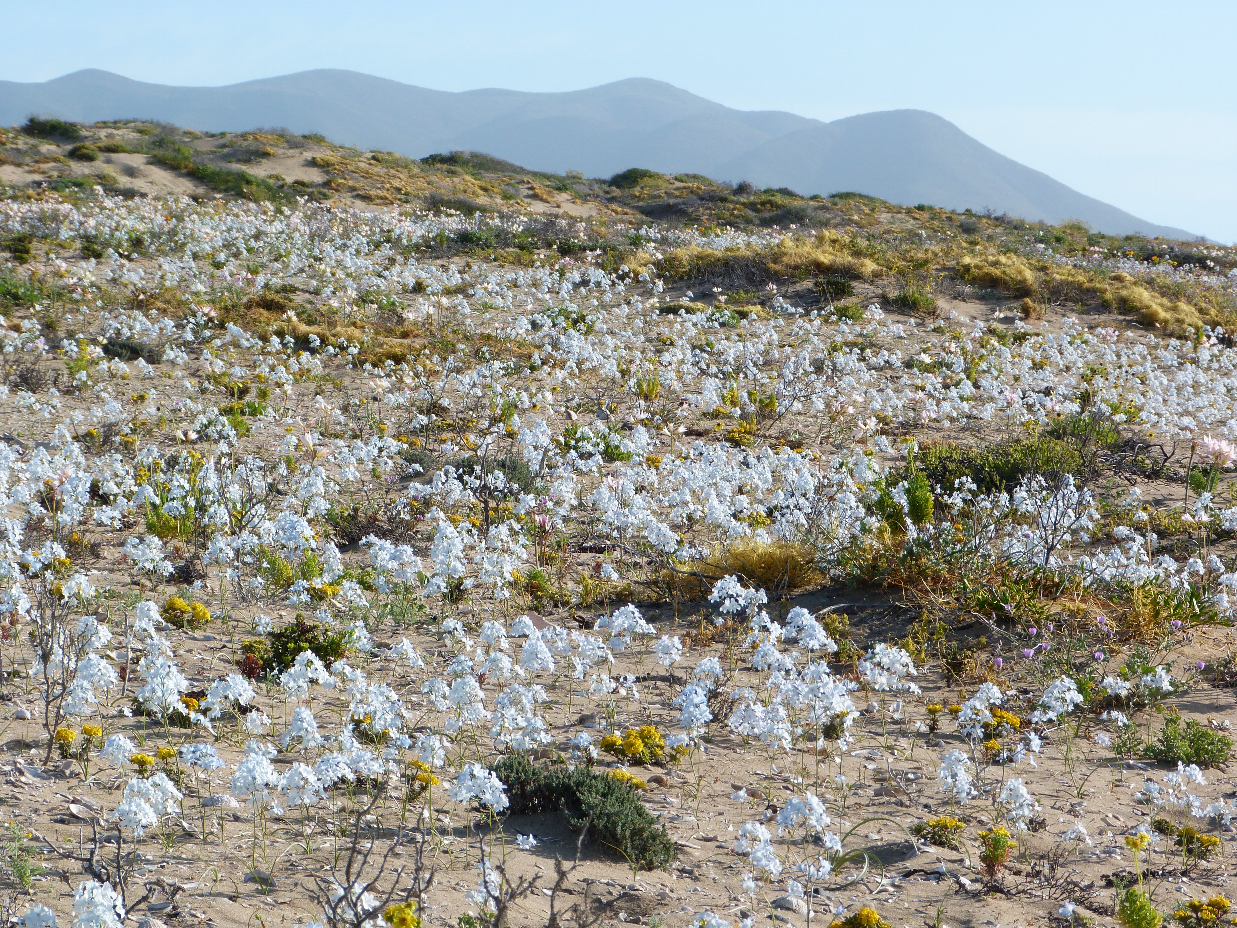 Manto de flores blancas en las laderas del desierto