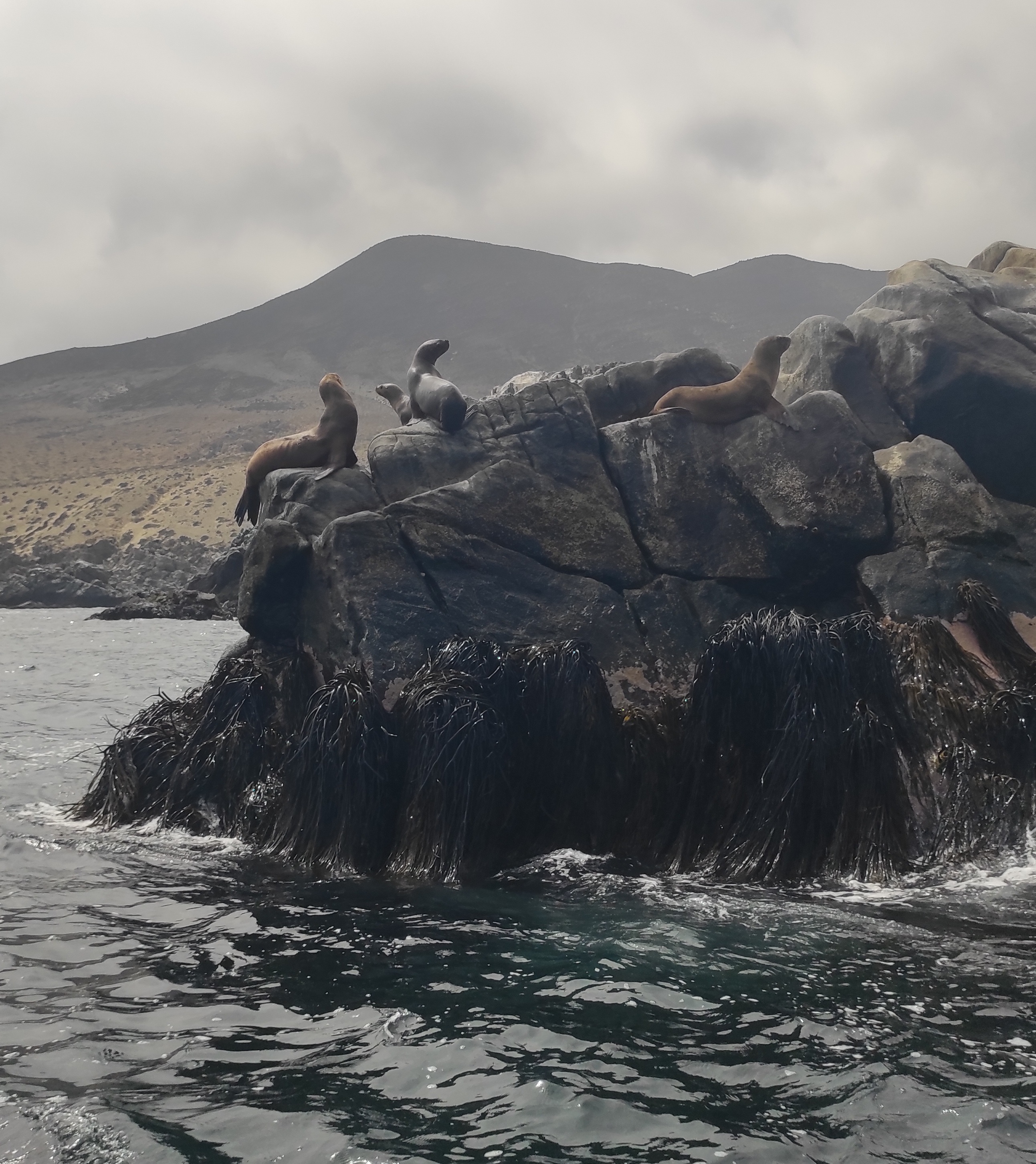 Paisaje de la cercana Caleta La Peña focas en piedras